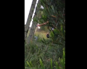 Recorded in the fucking forest