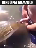 fish that likes to suck dicks